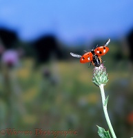 Ladybird taking off