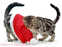 Kittens playing with a Santa hat