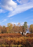 Reindeer in autumnal Finland scenery