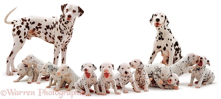 Dalmatian family