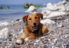 Dog on a pebbly beach