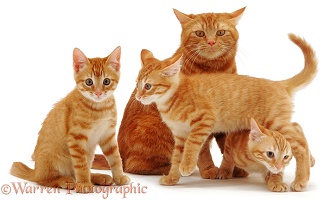 Ginger cat and kittens