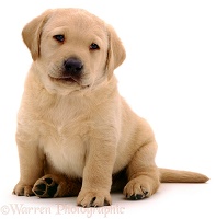 Yellow Labrador pup