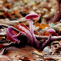 Amethyst Deceiver fungi