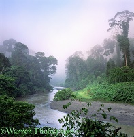 Misty Rainforest in Danum Valley
