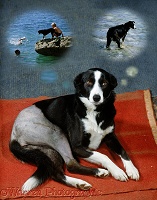 Injured Border Collie with happy memories
