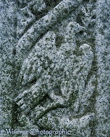 Lichen covered grave stone