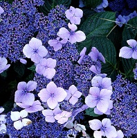Blue Hydrangea flowers