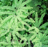 Maidenhair ferns