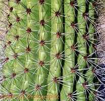 Organ pipe cactus spines