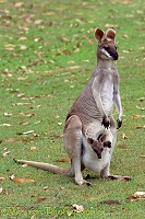 Pretty faced Wallaby with joey