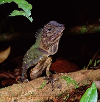 Rainforest lizard
