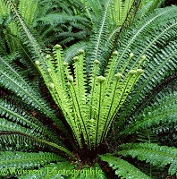 New Zealand rainforest fern