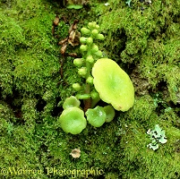 Pennywort on moss