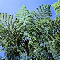 Tree fern at Mt. Kinabalu