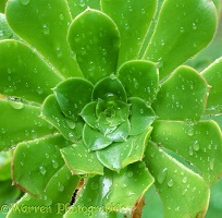 Aeonium arboreum with raindrops