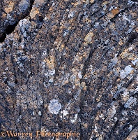 Lichen on ancient basalt flow