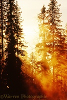 Spruce tree with mist at sunrise