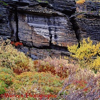 Layered rocks and autumnal plants