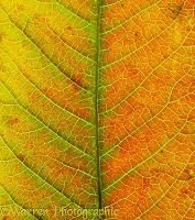 Sumac leaf detail