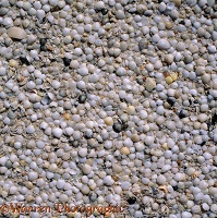 Shells on Shell Beach