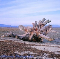 Driftwood stump
