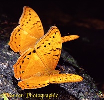 The Cruiser butterflies
