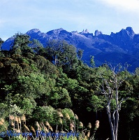 Mt. Kinabalu and forest