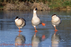 Chinese geese on ice