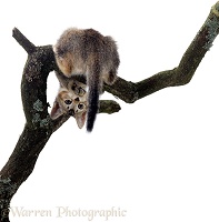Kitten up a tree