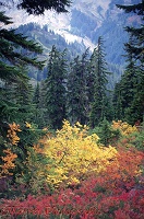 Autumnal plants at Mt. Baker
