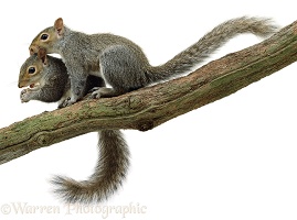 Grey Squirrels on a branch