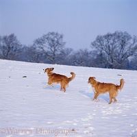 Border Collies playing in snow