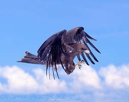 Landing eagle