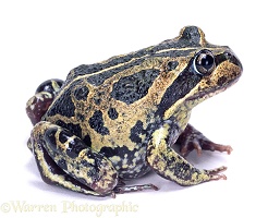 Banjo frog