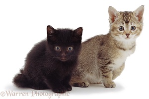 Black kitten and tabby kitten