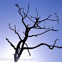 Dead oak tree silhouette
