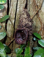 Sweat Bee nest at Danum Valley