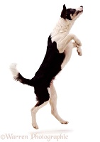 Black-and-white Border Collie jumping up