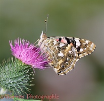 Painted Lady Butterfly on thistle flower