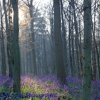 Bluebell woods