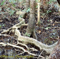 Mangrove 3D 2 R