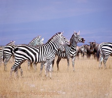 Perky looking Zebras
