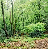 Beech woodland scene 3D 1 R