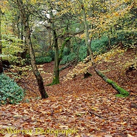 Beech woodland in Autumn 3D R