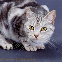 Slightly predatory looking silver tabby cat