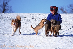 Woman sledging with dogs