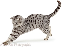 British Silver Spotted male cat pouncing