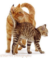 Ginger cat with kitten