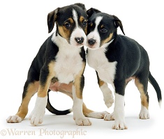 Two tricolour Border Collie pups